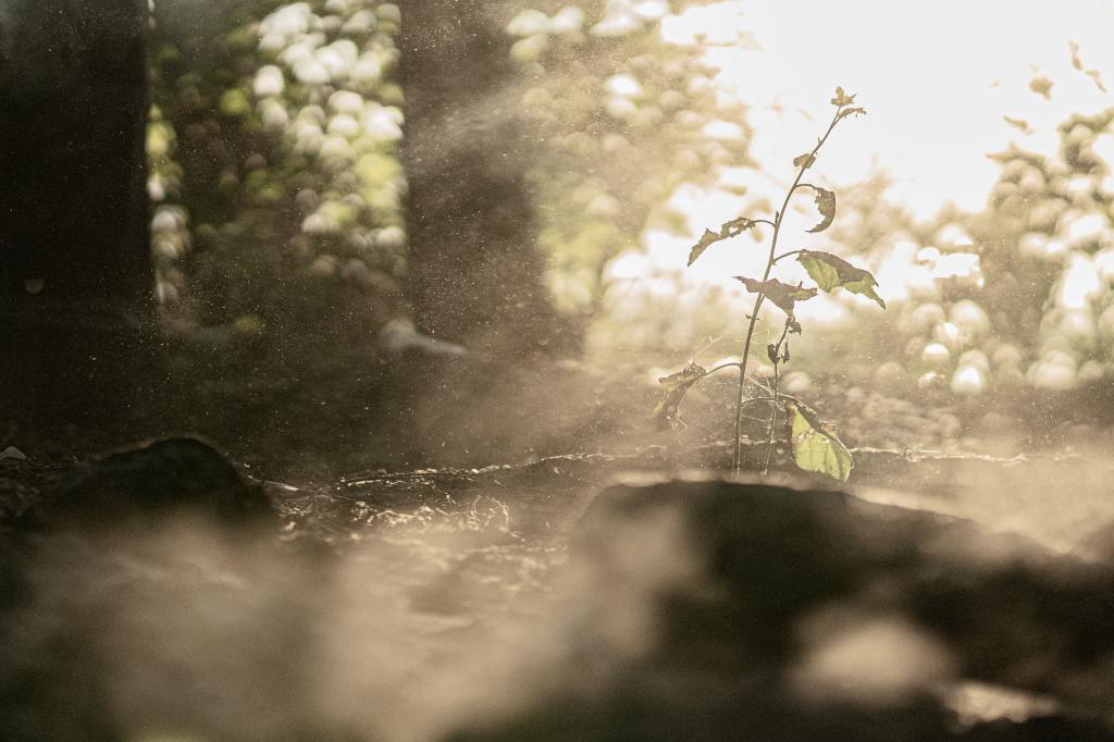 Image of the dust shining in a light beam on a forest floor, with a small plant pushing through the earth towards the sunlight.